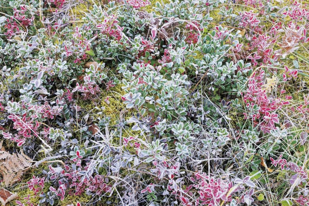 Canada, Whiteshell PP Autumn frost on plants